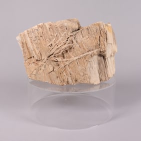 A heavy petrified wood 147.55 oz