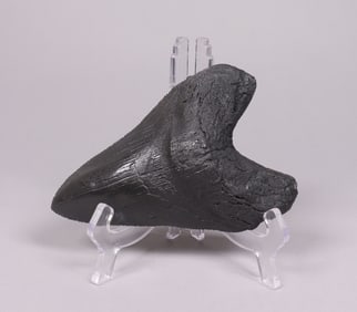 A fossilized item ungraded