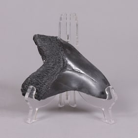 A fossilized item ungraded