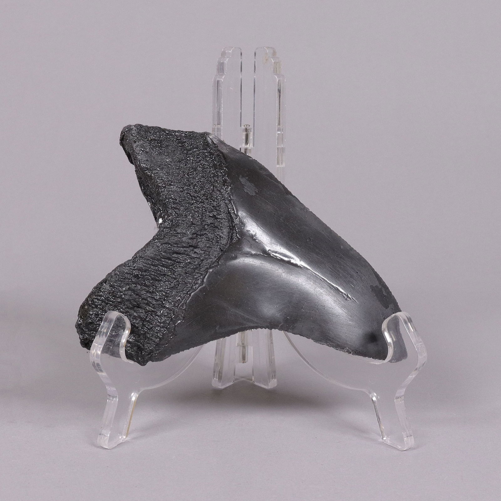 A fossilized item ungraded (1 of 6)