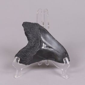 A fossilized item ungraded