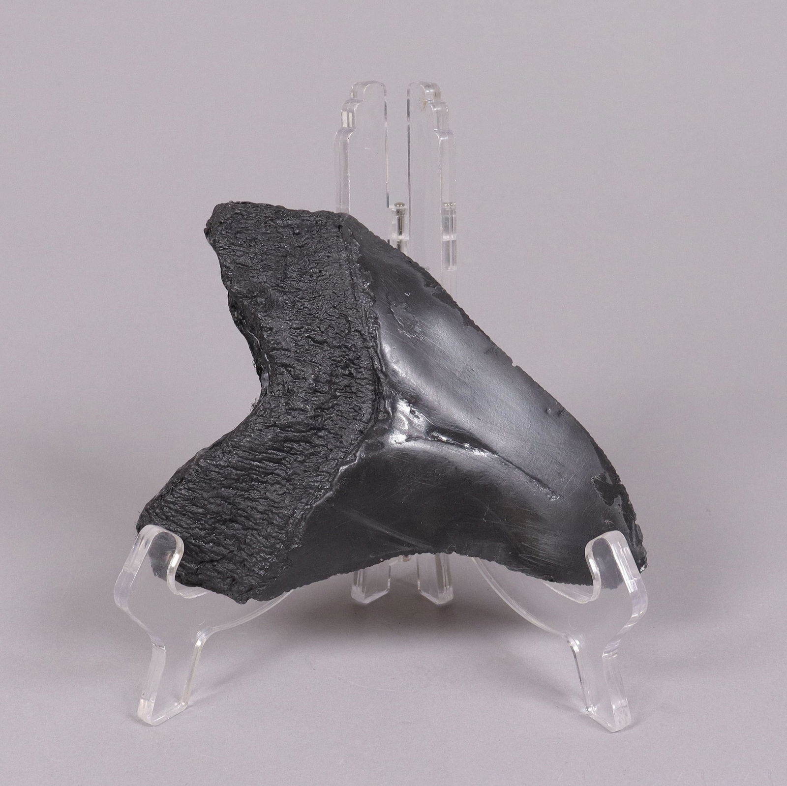 A fossilized item ungraded (1 of 6)