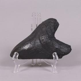 A fossilized item ungraded