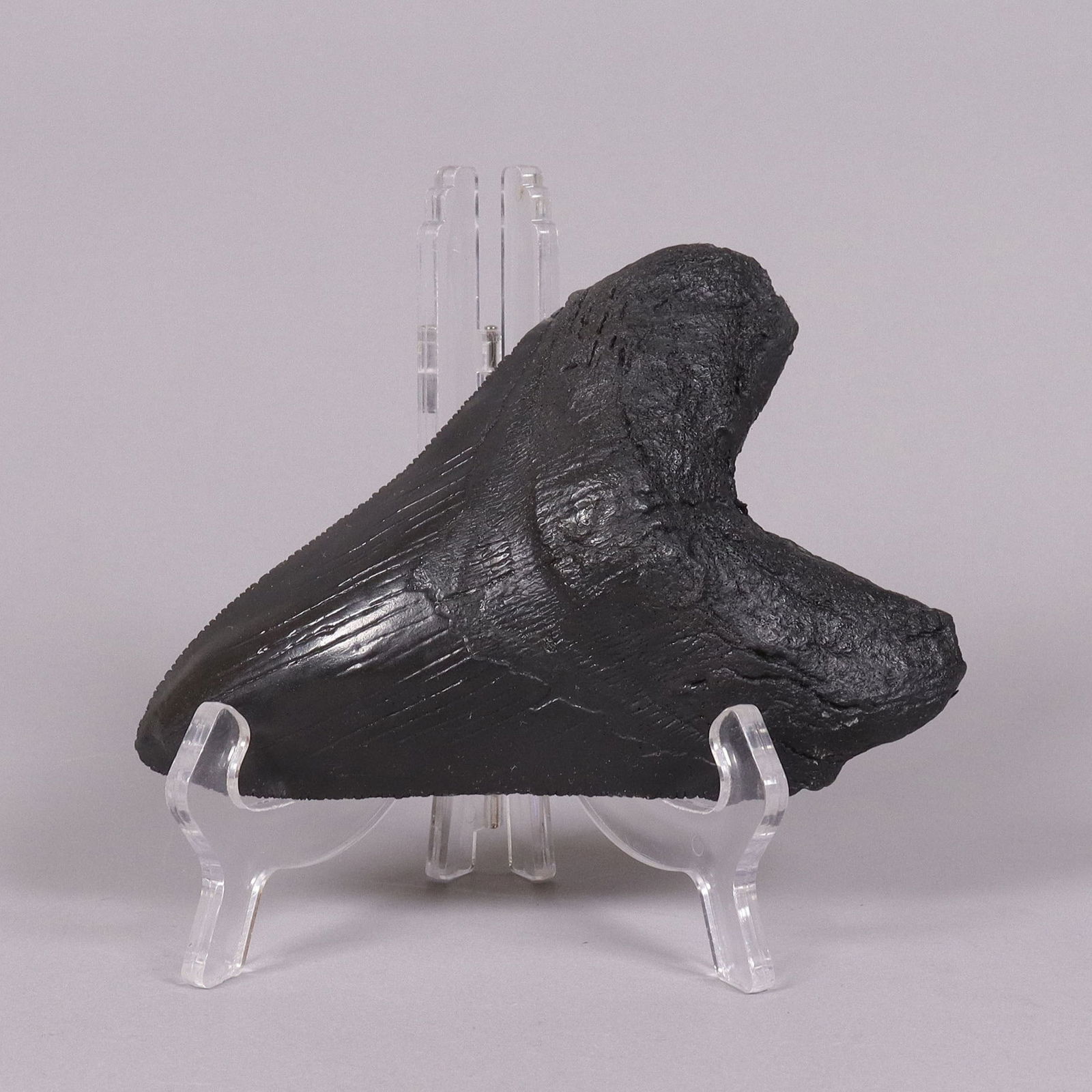 A fossilized item ungraded (1 of 6)