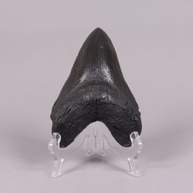 A fossilized item ungraded