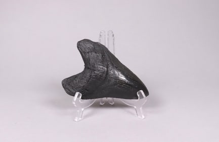 A large fossilized item ungraded