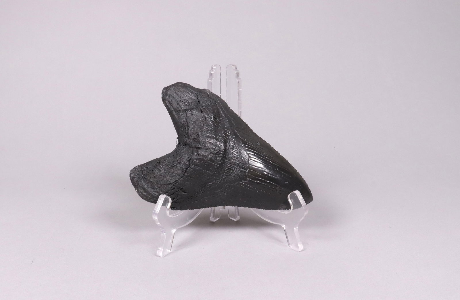 A large fossilized item ungraded (1 of 6)