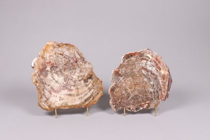 Lots fossilized item