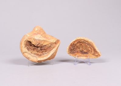 Lots fossilized items