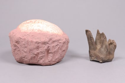 Lots fossilized items