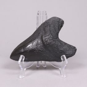 A large fossilized item