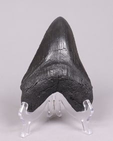 A large fossilized item