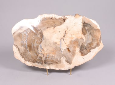 A large petrified wood
