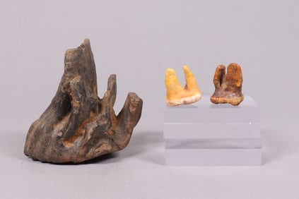 Lots fossilized items