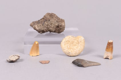 Lots fossilized items