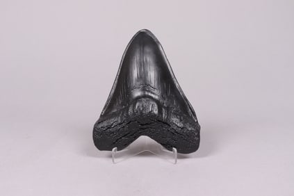 A possibly fosslized item