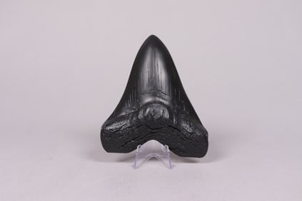 A possibly fosslized item