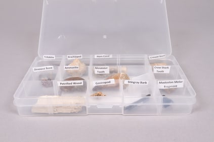 Lots of fossilized item collections