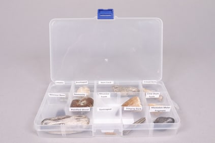 Lots of fossilized item collections