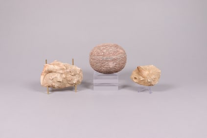 Lots fossilized item