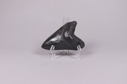 A fosslized item ungraded