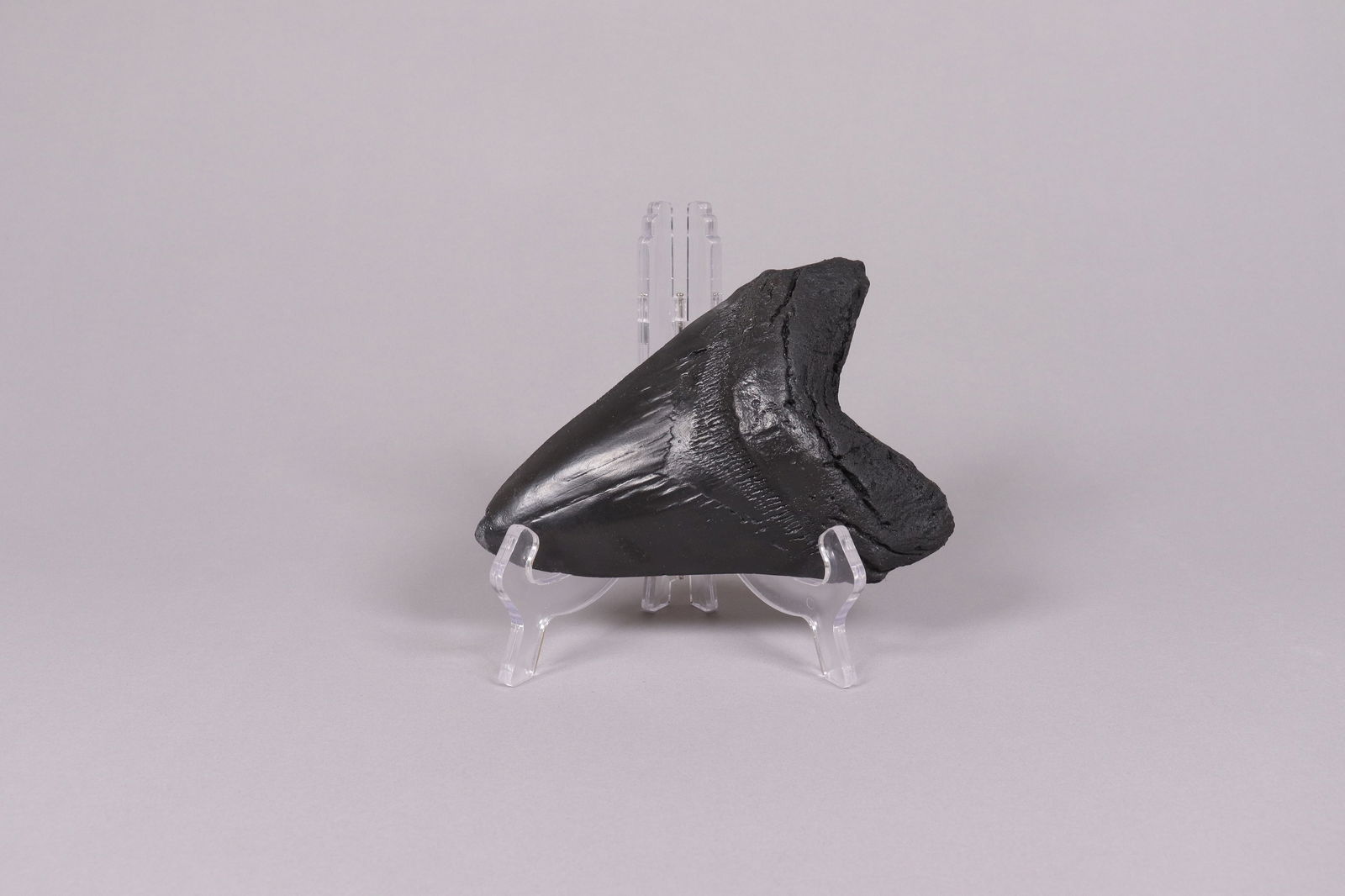 A fossilized item (1 of 6)