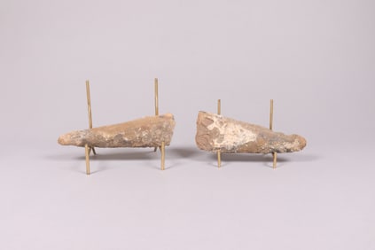 Lots fossilized item