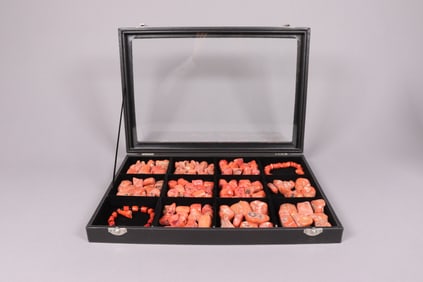 Lots coral specimen in box