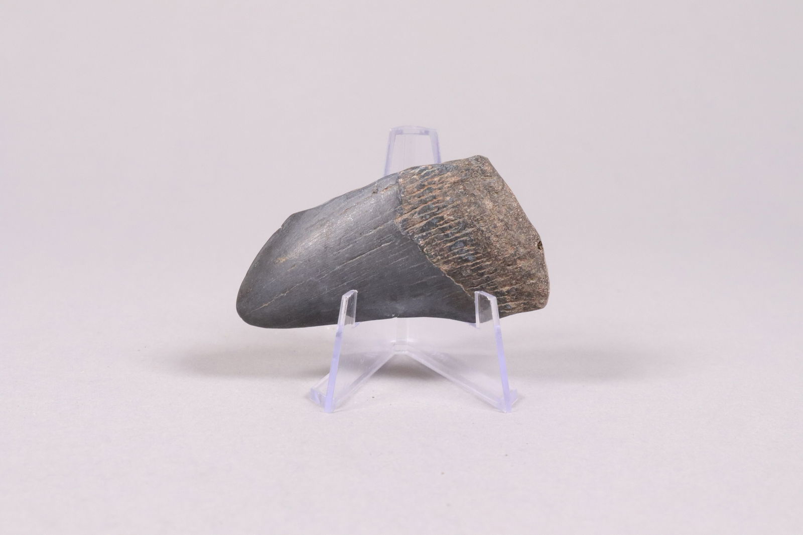 A fossilized item (1 of 6)