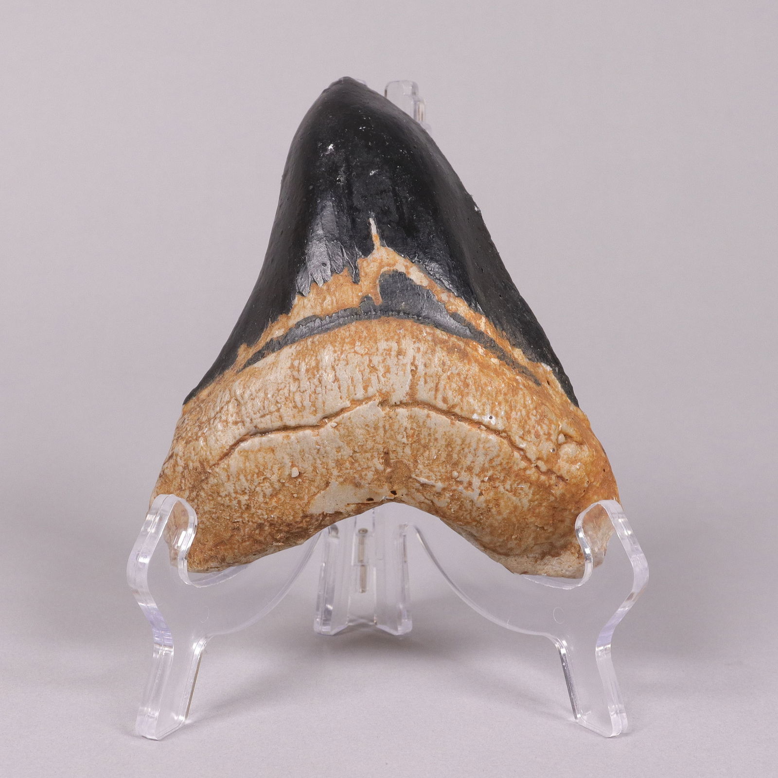 A fossilized item ungraded (1 of 6)