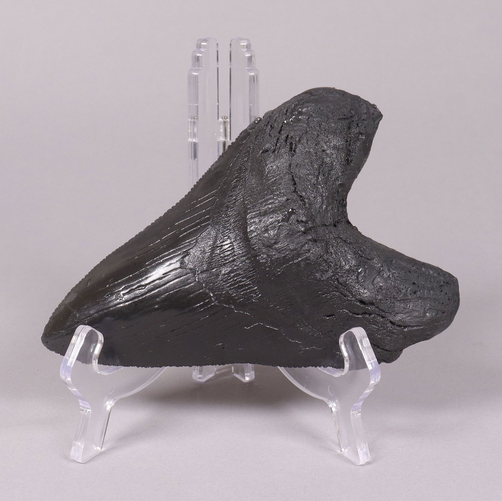 A fossilized item ungraded (1 of 6)