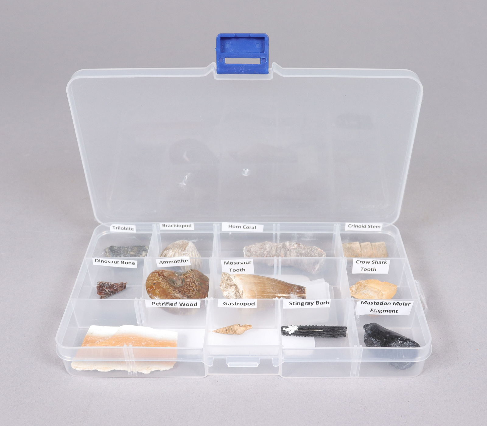 Lots fossilized specimen (1 of 6)