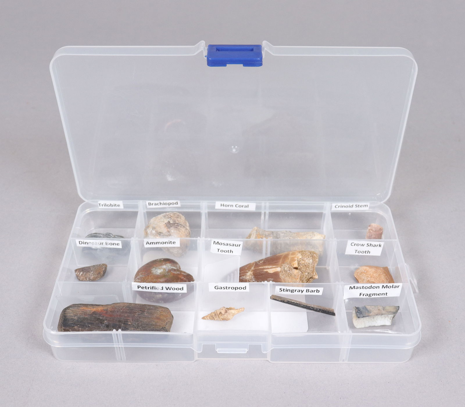 Lots fossilized specimen (1 of 6)