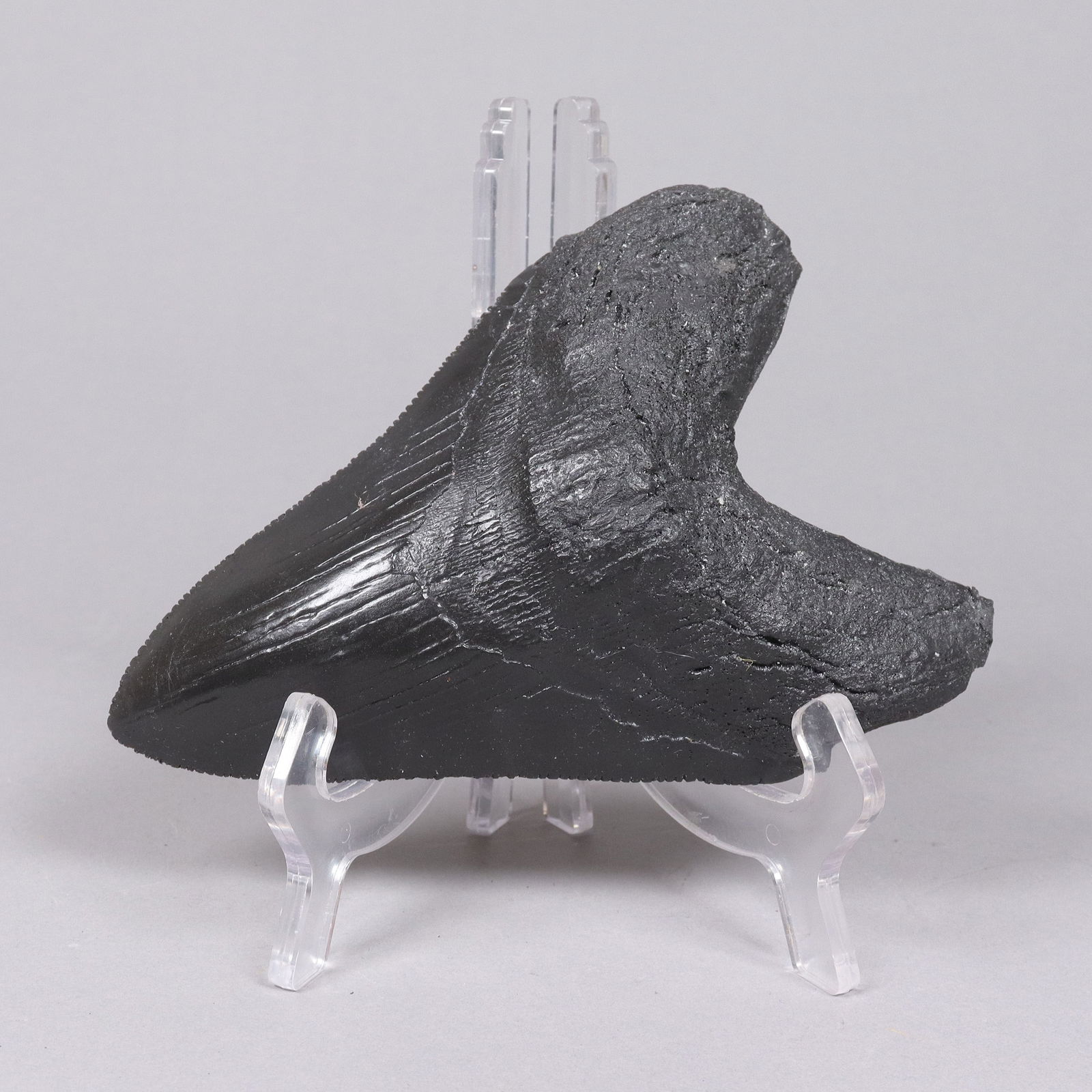 A large fossilized item (1 of 6)