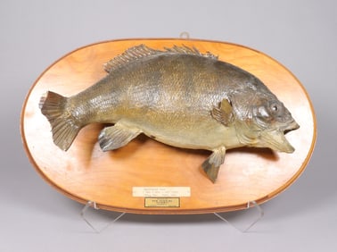 Vintage fish taxidermy as is