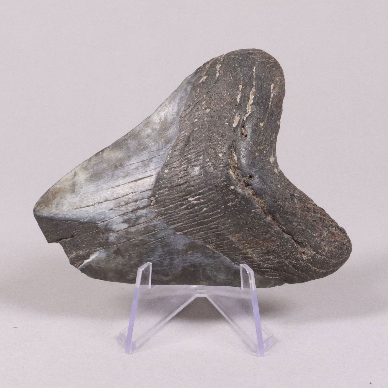 A large fossilized item: A large fossilized item. All sales are final, no return.