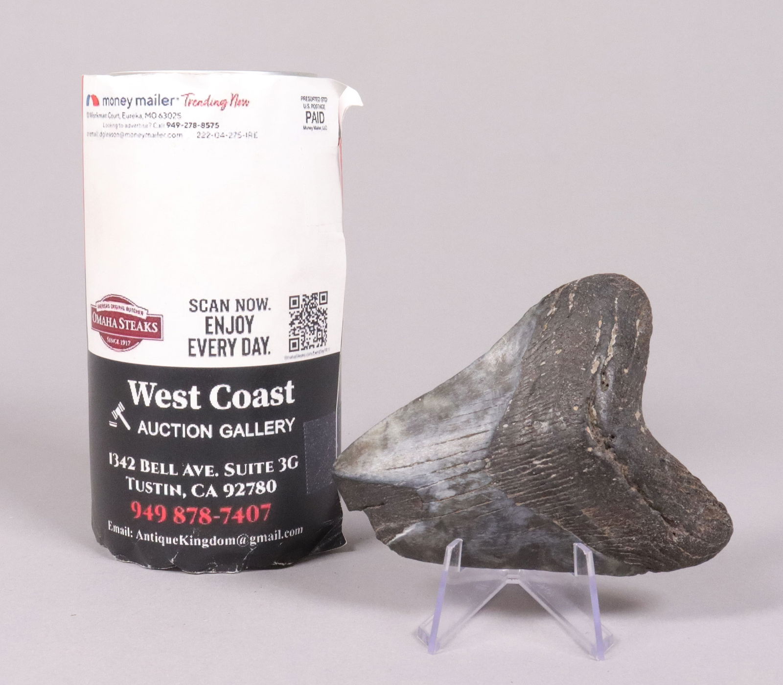 A large fossilized item - 2