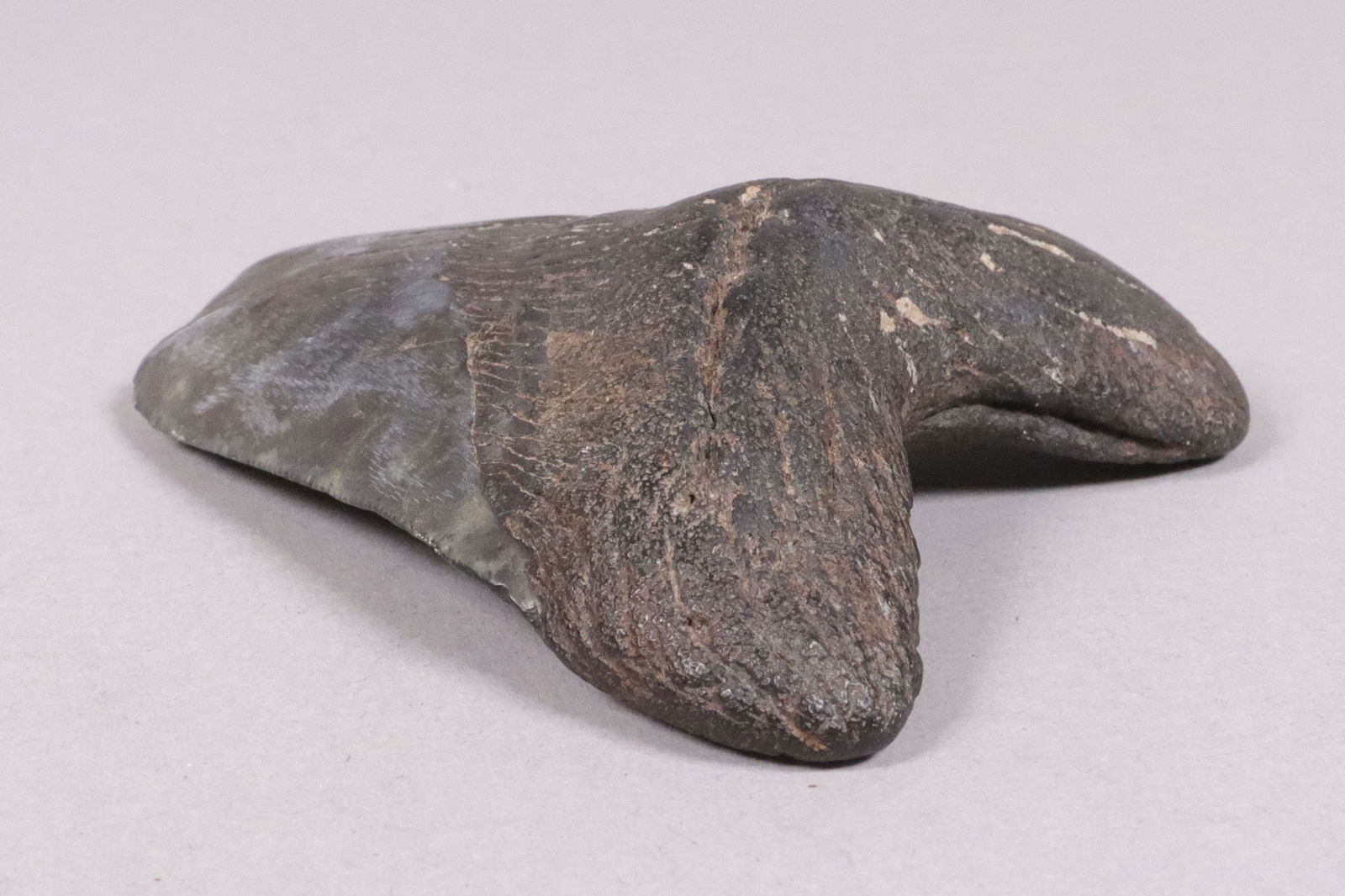 A large fossilized item - 3