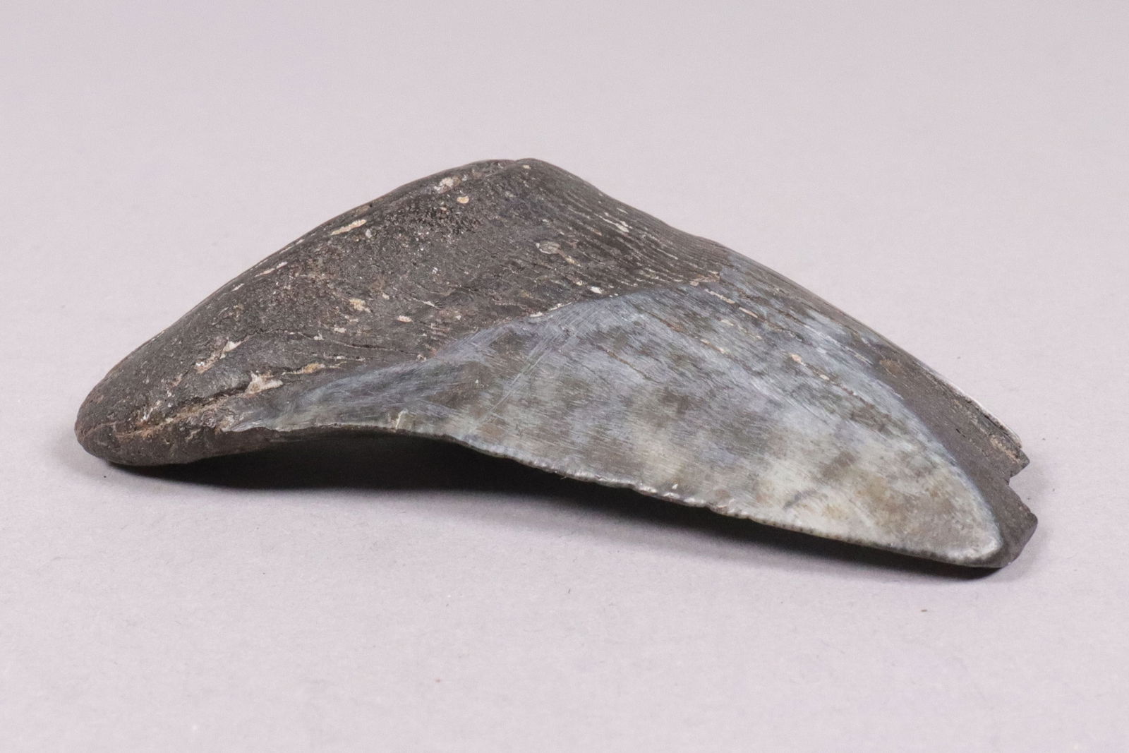 A large fossilized item - 4