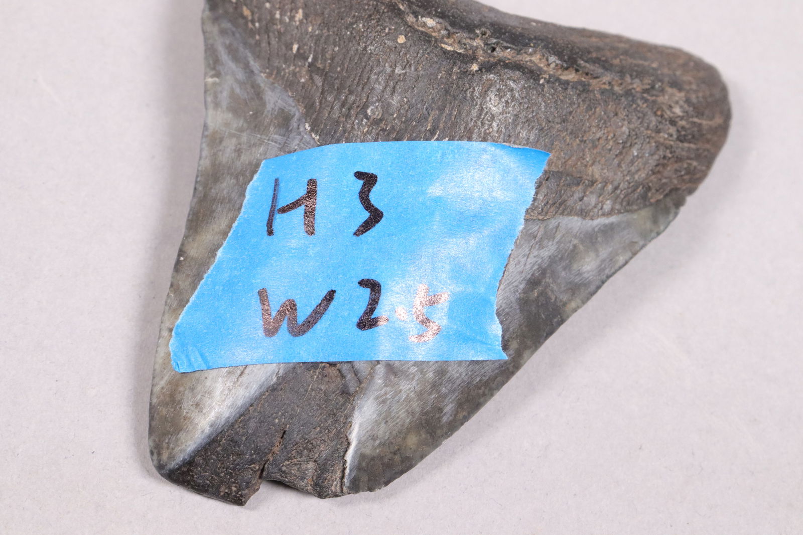 A large fossilized item - 6