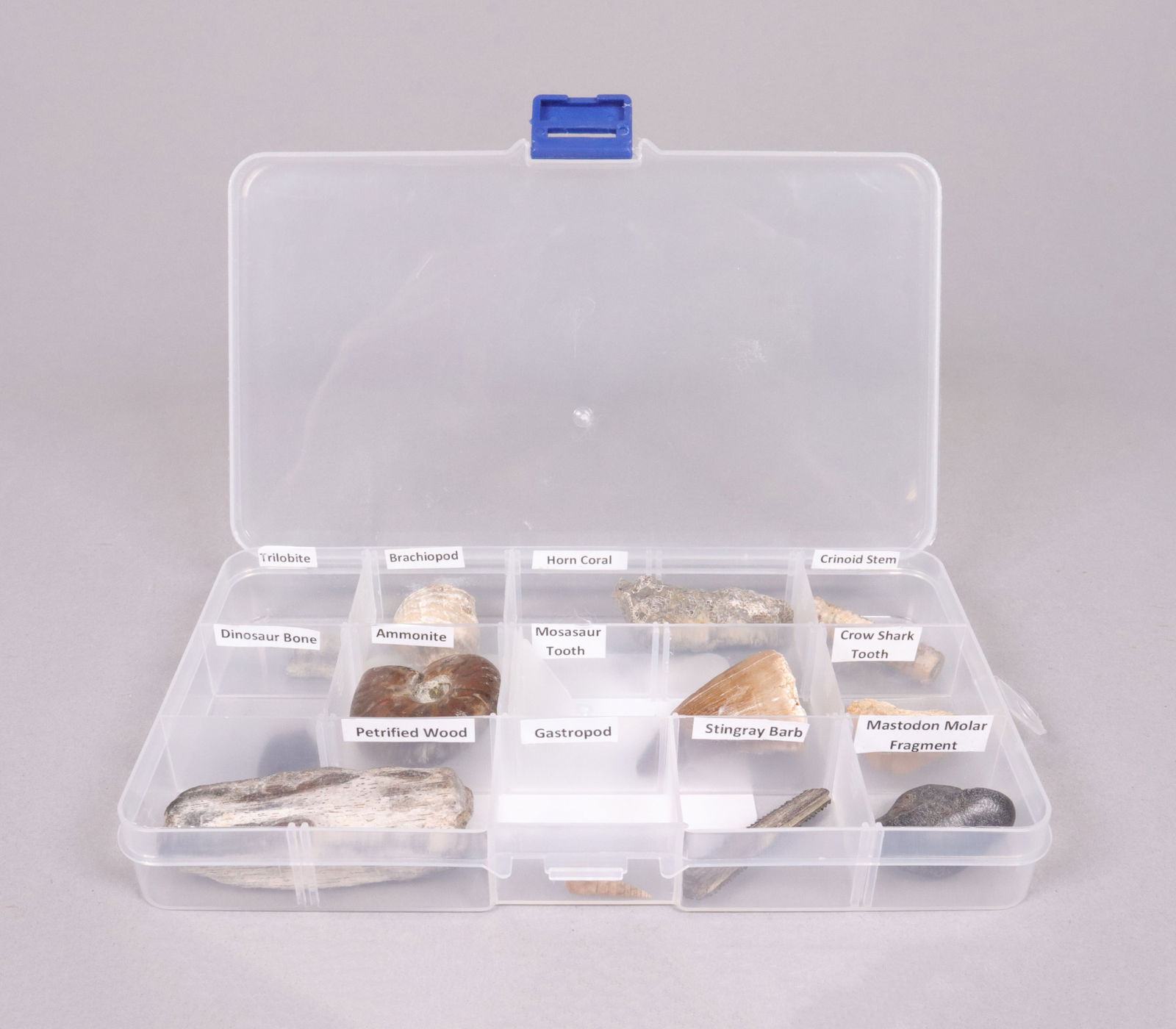 Lots fossilized specimen: Lots fossilized specimen.