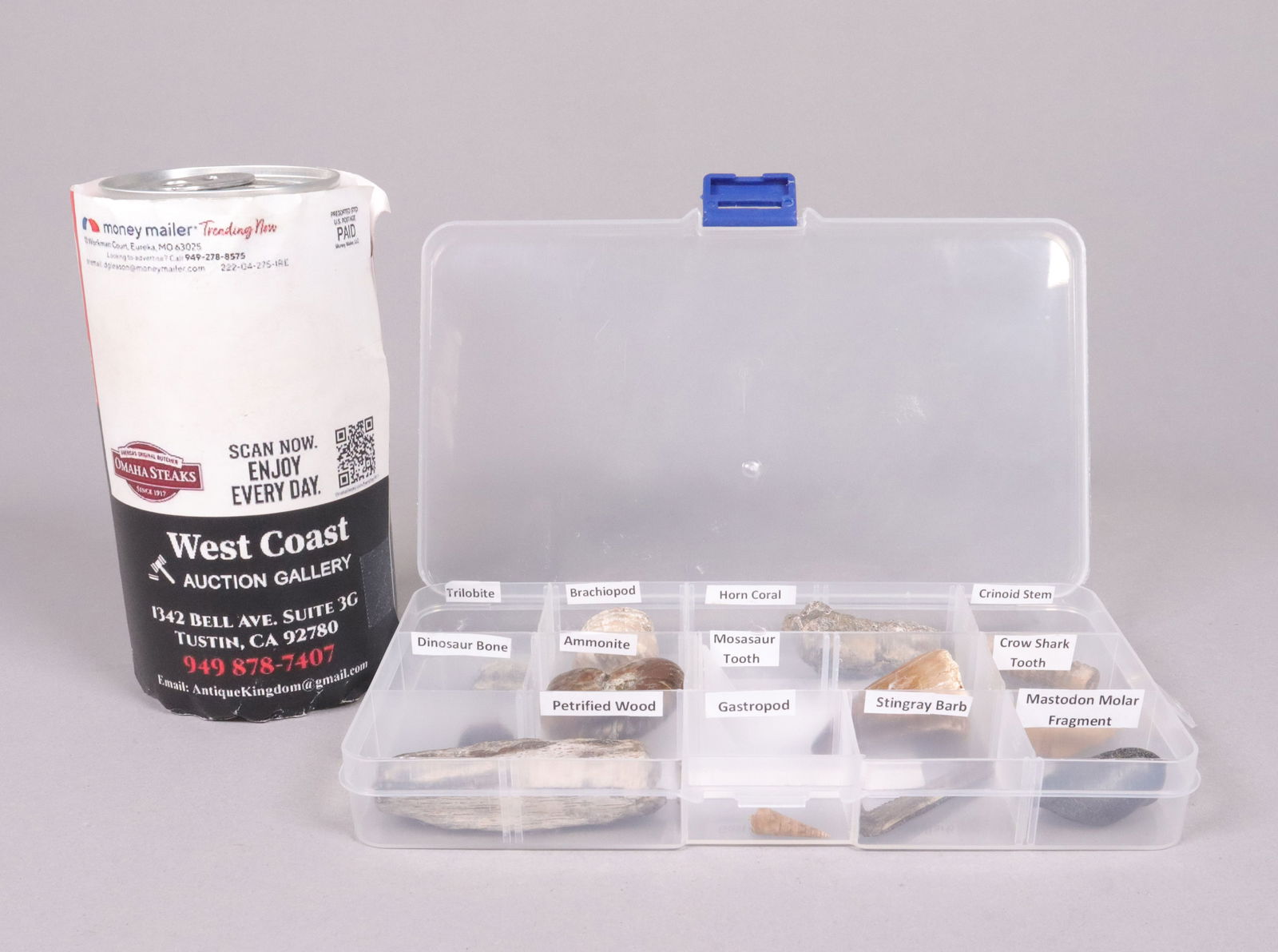 Lots fossilized specimen - 2