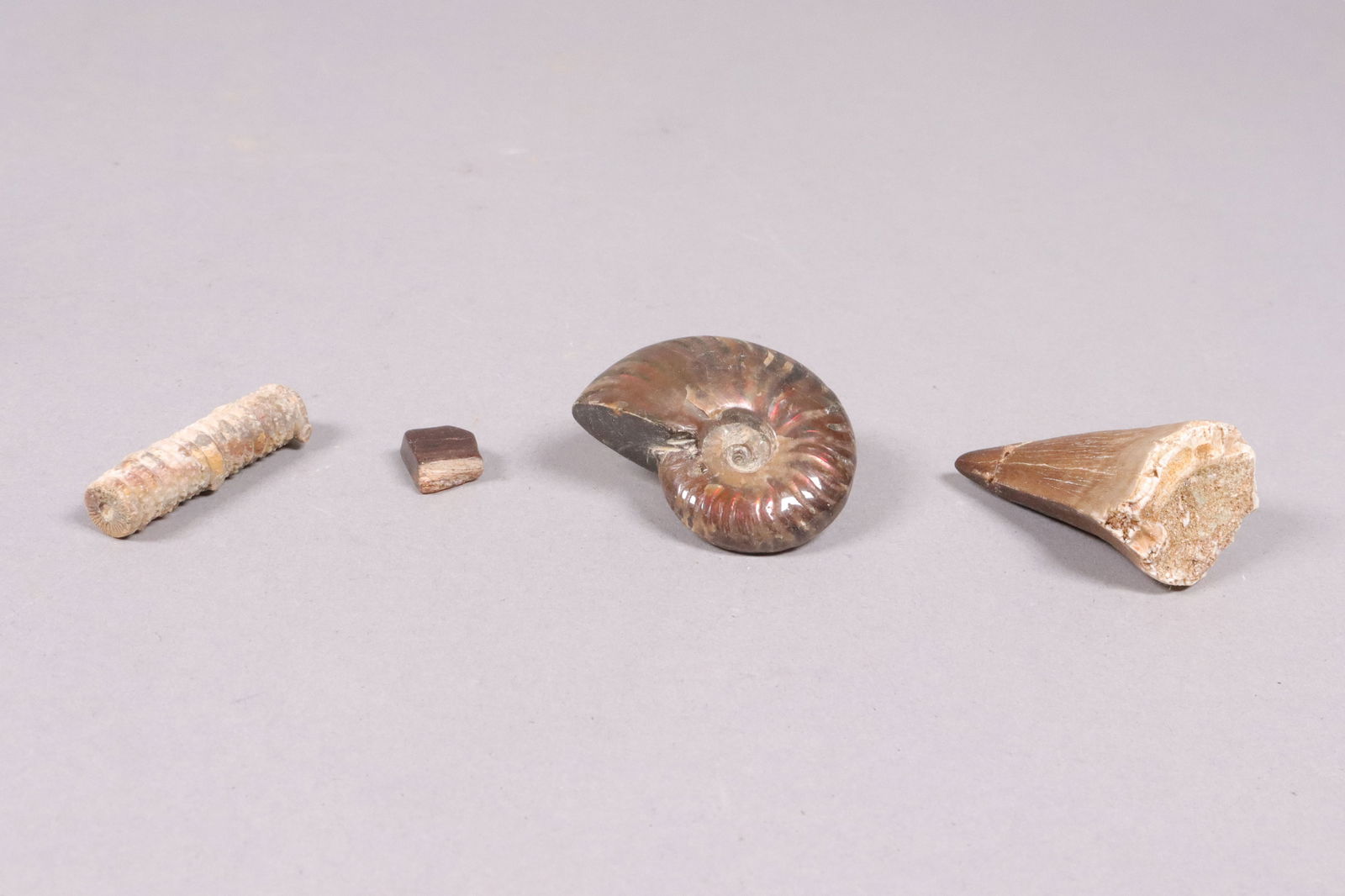 Lots fossilized specimen - 4