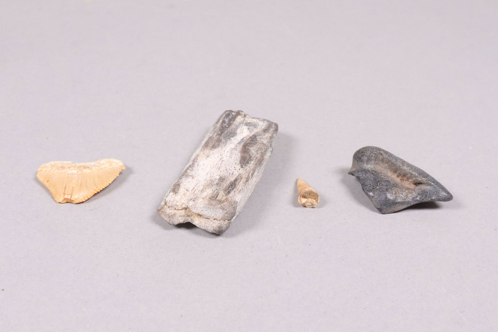 Lots fossilized specimen - 5