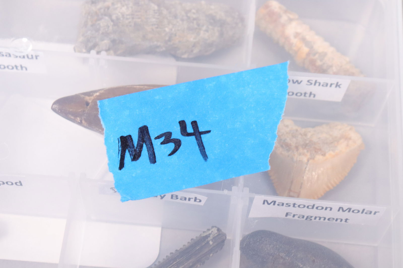 Lots fossilized specimen - 6