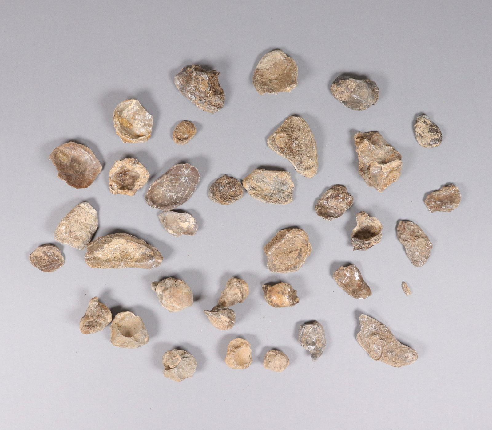 Lots fossilized specimen: Lots fossilized specimen.