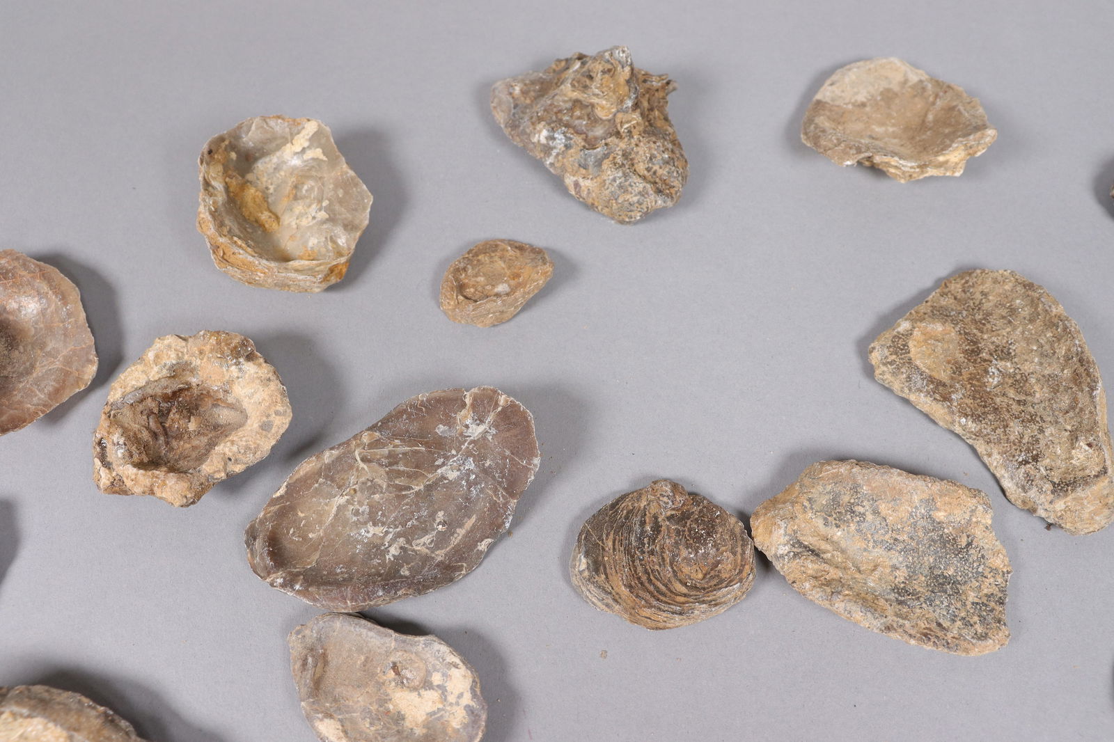 Lots fossilized specimen - 4