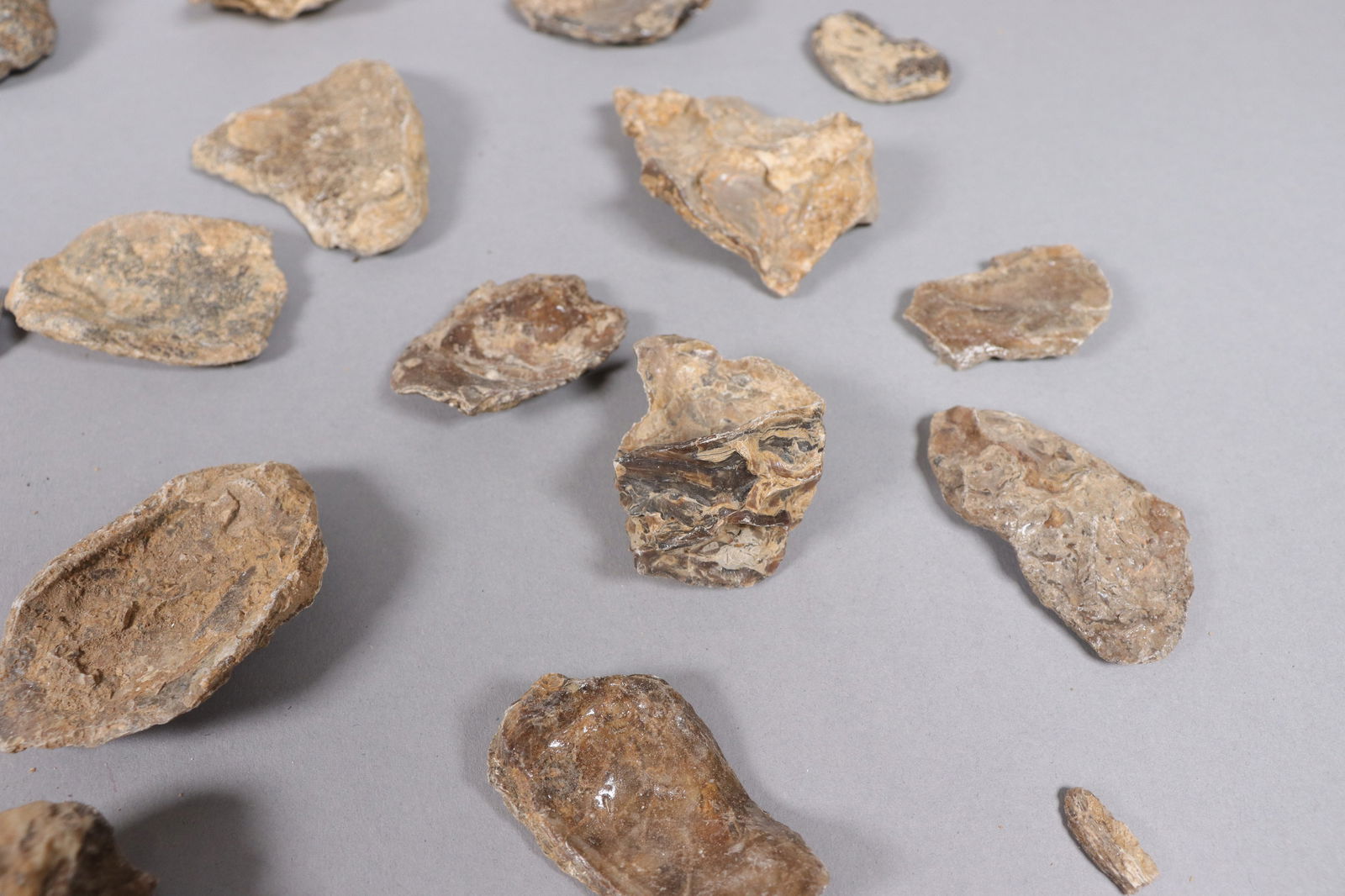 Lots fossilized specimen - 5