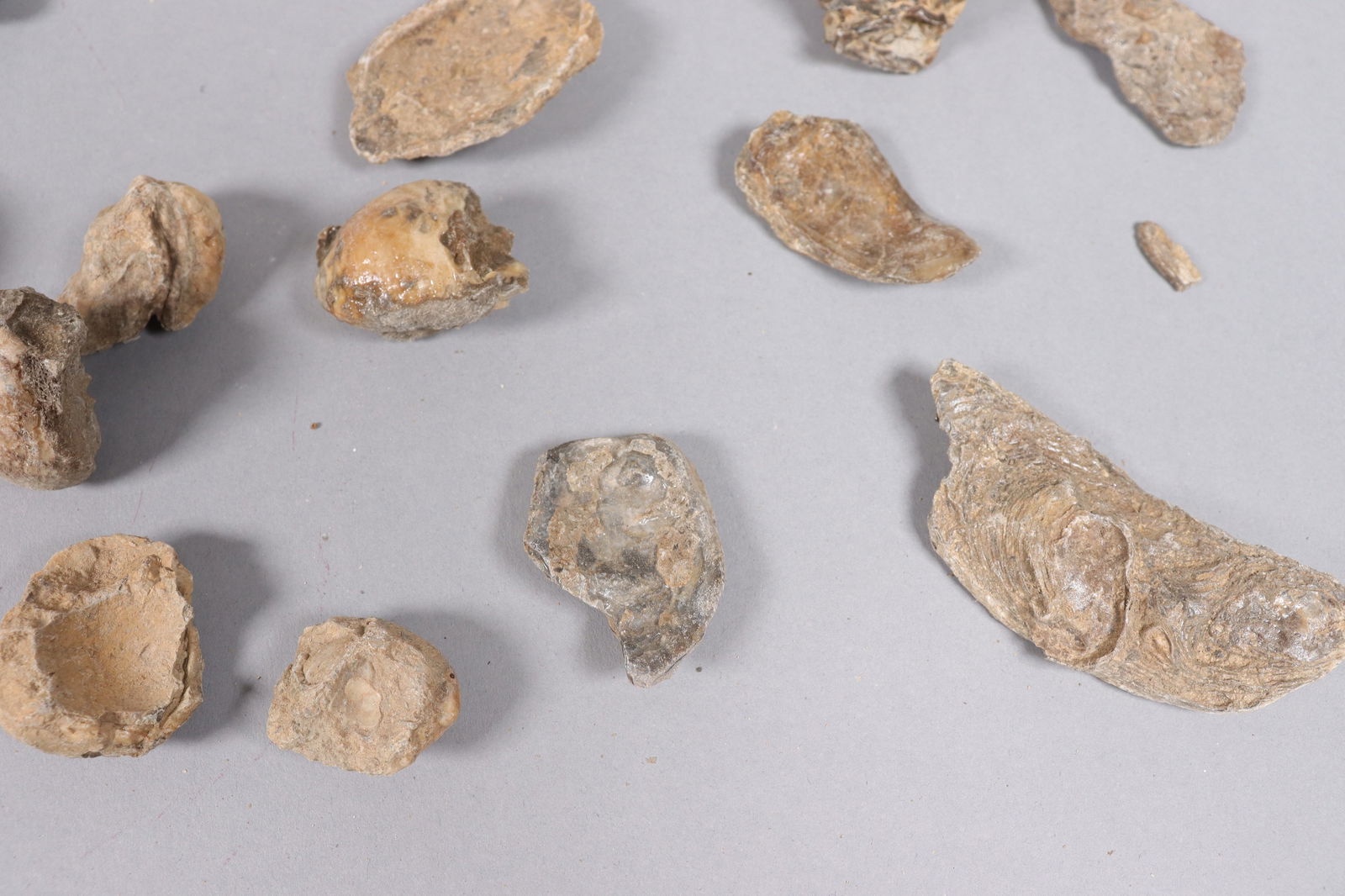 Lots fossilized specimen - 6