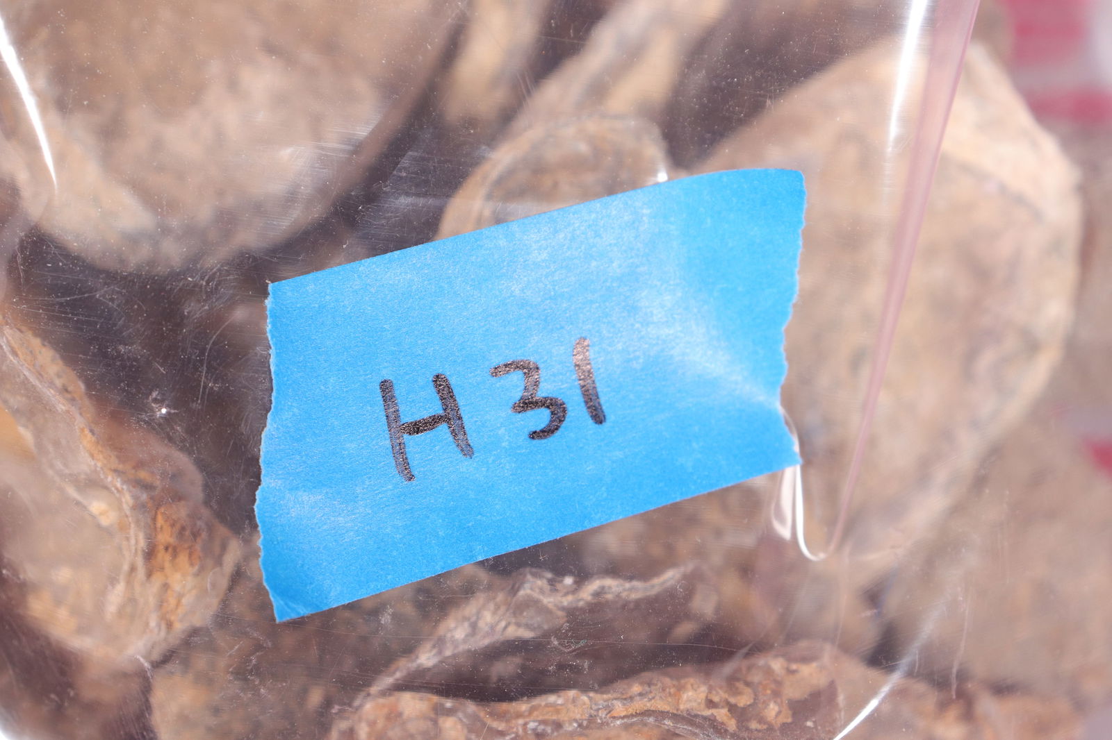 Lots fossilized specimen - 7